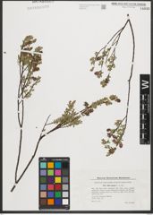 Foto von Salix repens L.